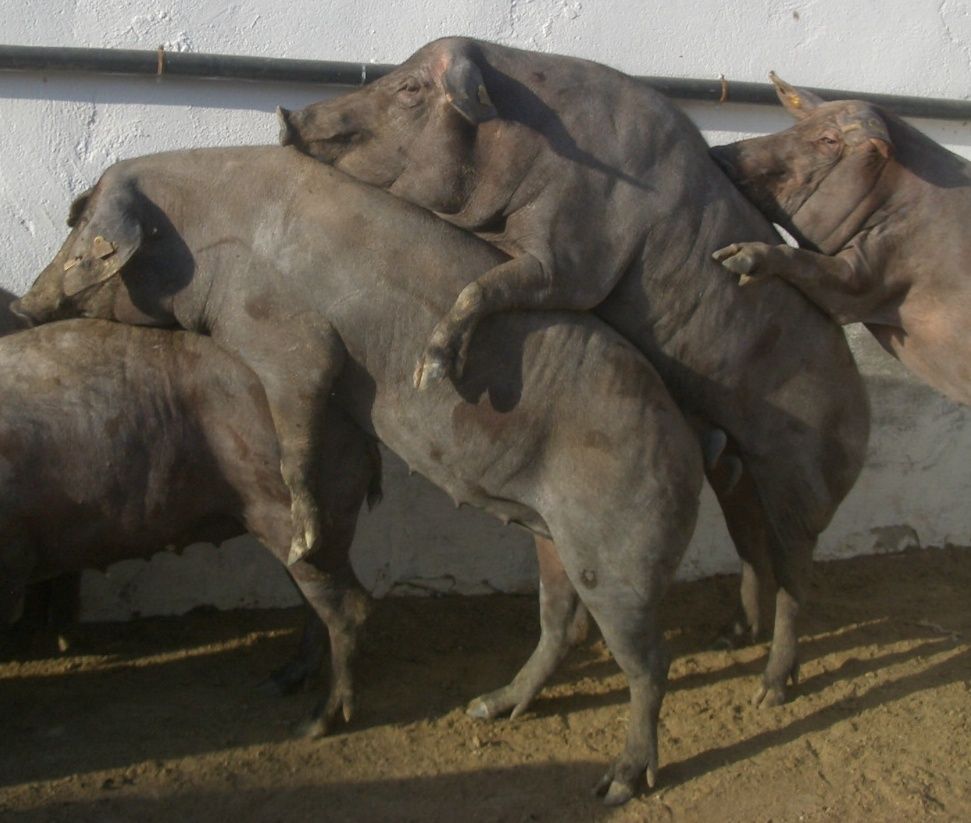 Cerdos ibéricos