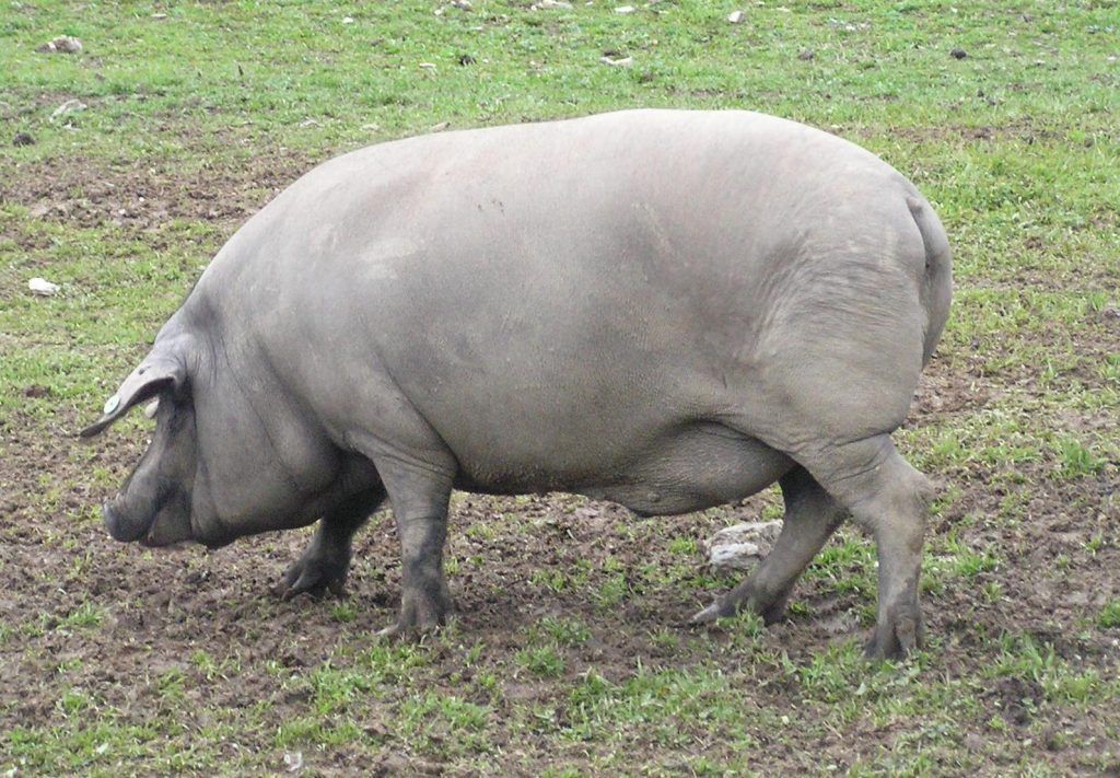Redes sociales y el jamón ibérico: Cerdo 100% ibérico
