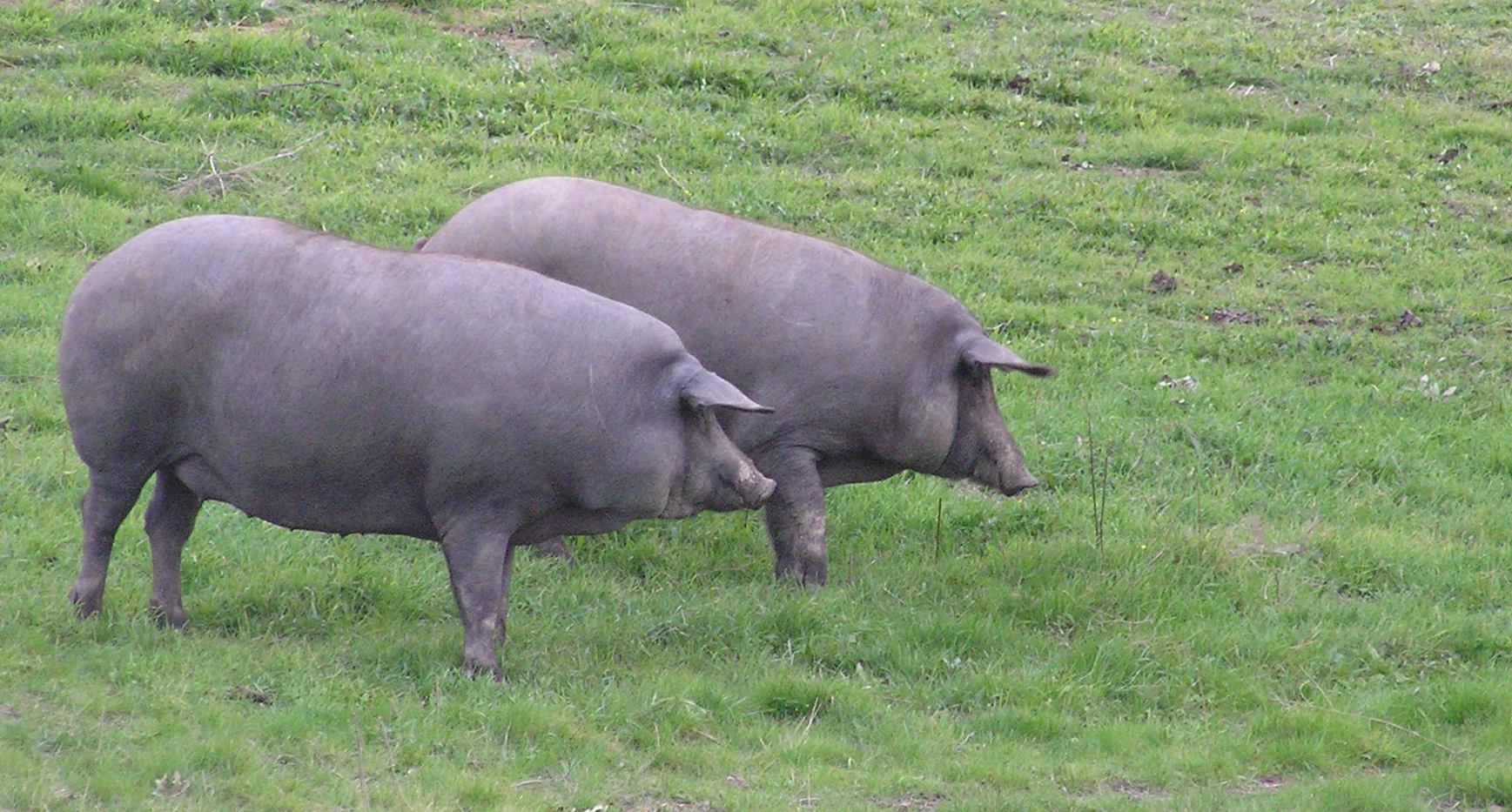Cerdos ibéricos bellota en montanera